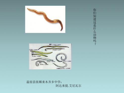 线形动物和环节动物
