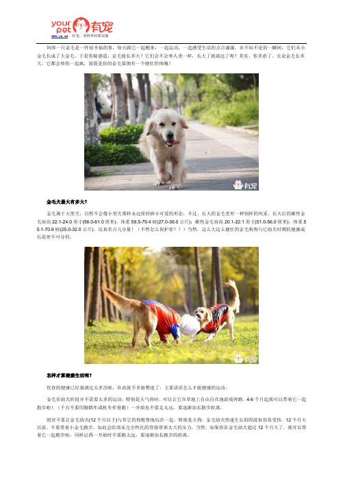 从小金毛到大金毛,狗狗如何才能健壮？