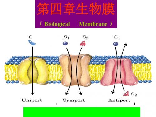 第四章生物膜.