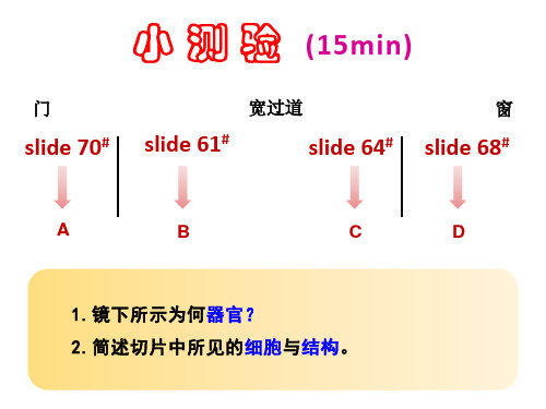组织胚胎学复习资料：切片观察小测验 4