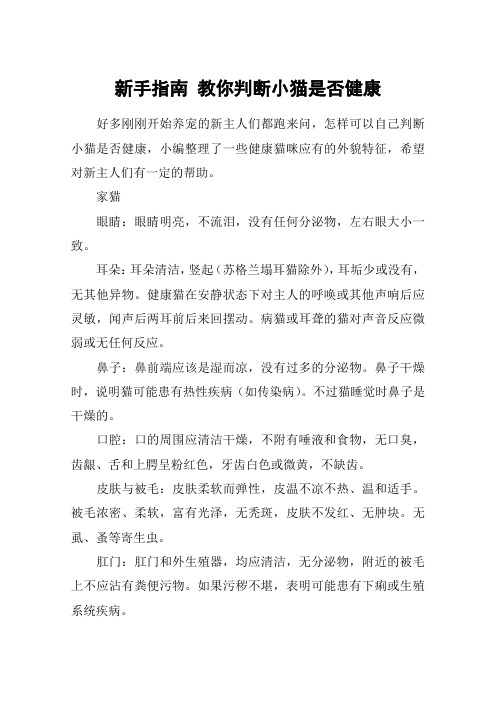 新手指南 教你判断小猫是否健康