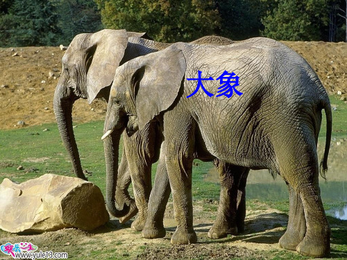 《称象》1PPT课件
