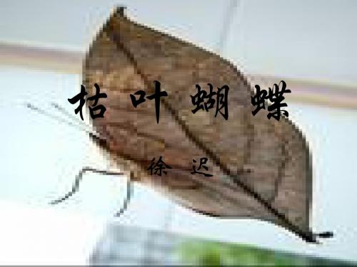 枯叶蝴蝶