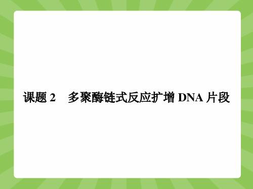 高二生物人教版选修1课件5.2 多聚酶链式反应扩增DNA片段