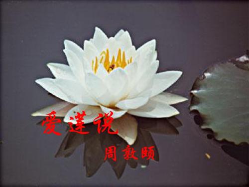 《爱莲说》ppt课件全面版
