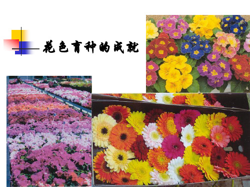 第十章  彩斑、花叶和嵌合体的遗传(华中农业大学)