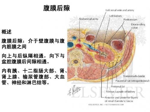 腹膜后隙