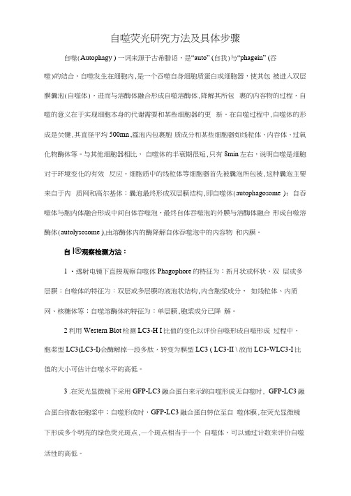 自噬荧光研究方法及具体步骤