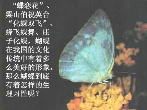 高二语文凤蝶外传2