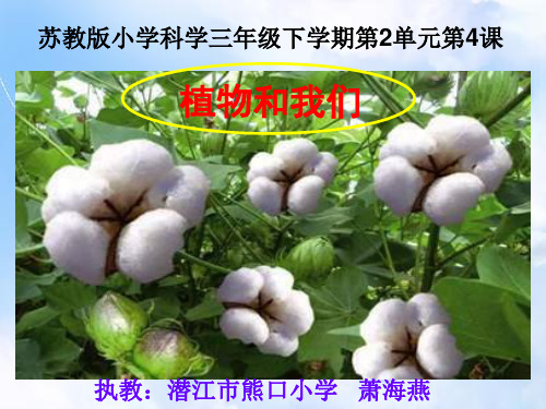 苏教版小学科学三年级下册《2.4.植物和我们》PPT课件 (1)