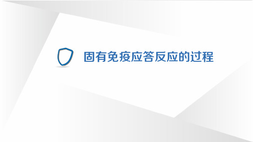 4.5.1 固有免疫应答反应的过程
