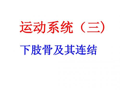 运动系统三