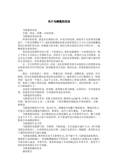 关于马蹄莲的花语