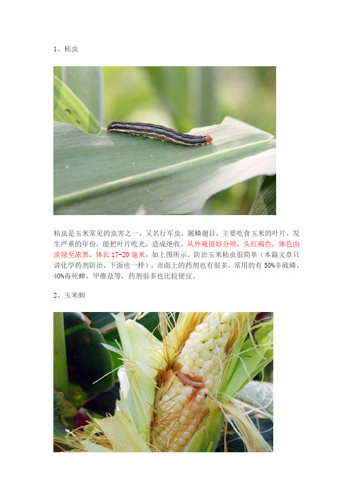 玉米常见虫害