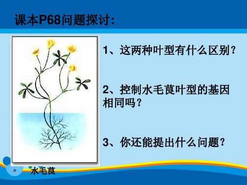 4.2基因对性状的控制(共39张PPT)