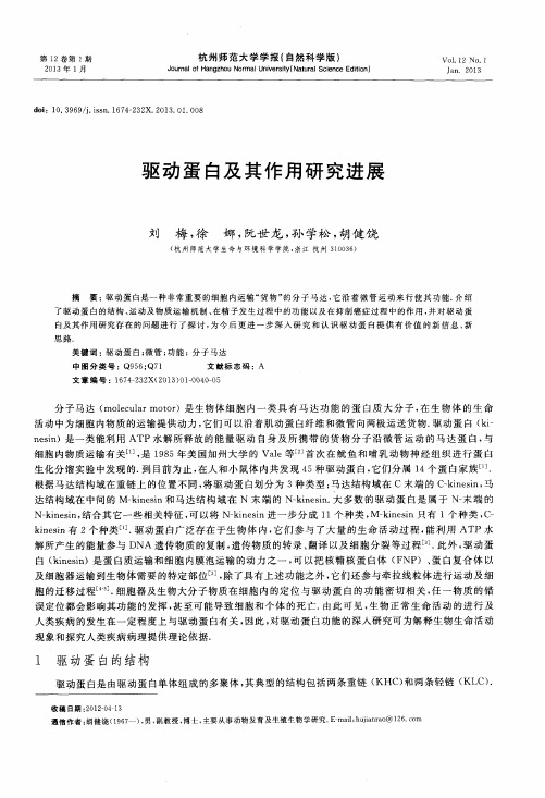 驱动蛋白及其作用研究进展