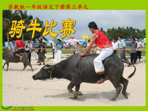 苏教版一年级语文下册《骑牛比赛》课件ppt