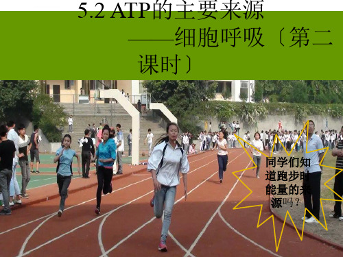 公开课细胞呼吸课件