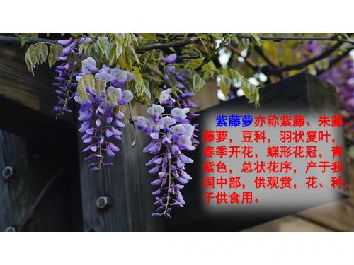 人教部编版七年级下17、紫藤萝瀑布  课件 (共46张PPT)
