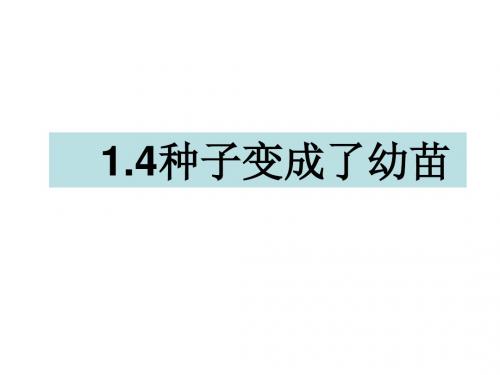 三年级下册科学优质课件-1.4种子变成了幼苗 教科版