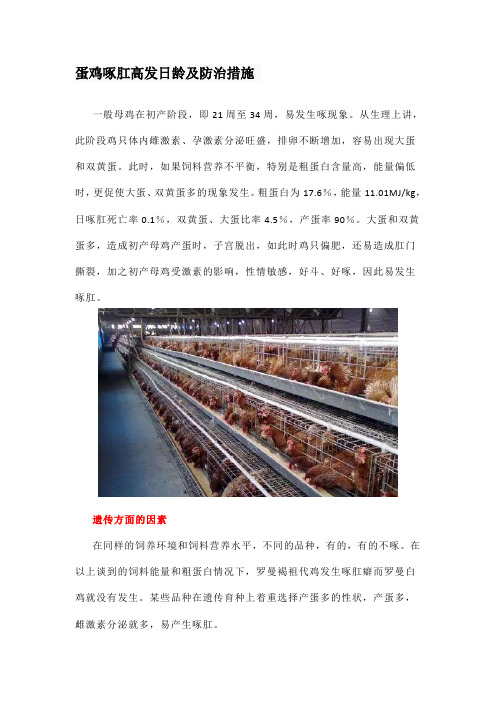 蛋鸡啄肛高发日龄及防治措施
