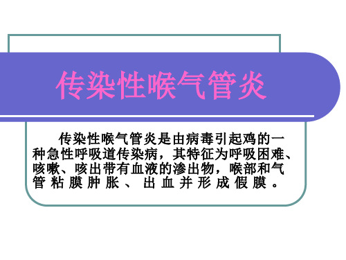 传染性喉气管炎.