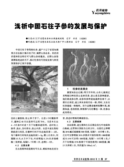 中国石柱子参的发展与保护