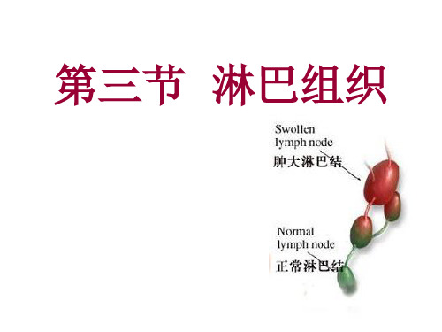 淋巴器官
