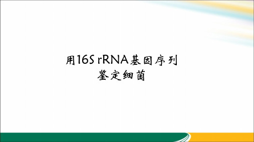 用16S rRNA基因序列鉴定细菌
