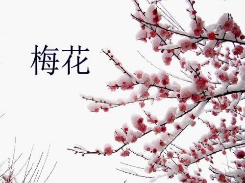 二年级语文上册梅花ppt课件3语文S版