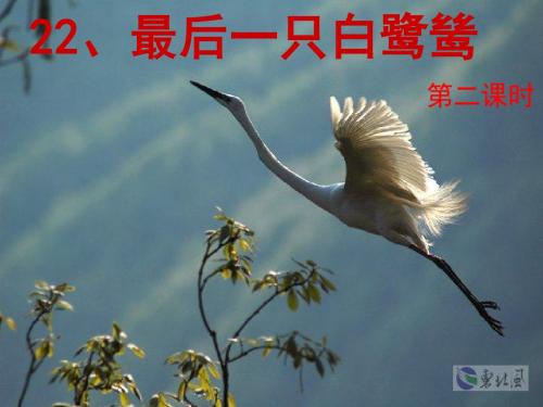 五年级语文上册第七单元最后一只白鹭鸶PPT课件4鄂教版