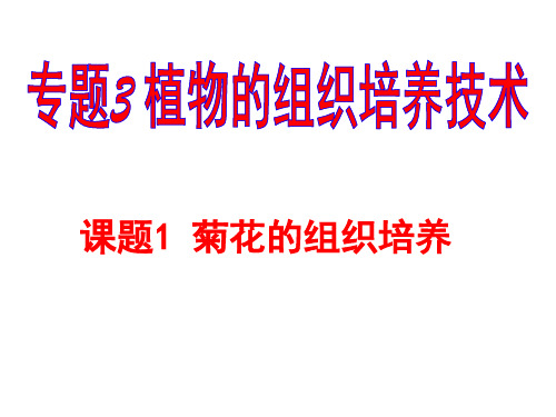 菊花的组织培养.ppt