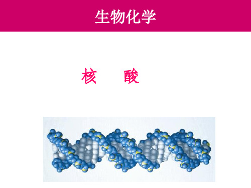 核酸PPT课件