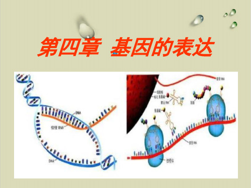 高中生物人教版必修二第四章基因的表达复习