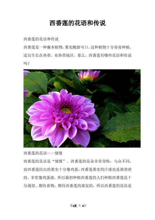 西番莲的花语和传说