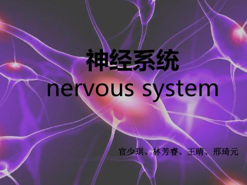 神经系统
