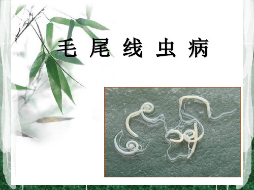 毛尾线虫