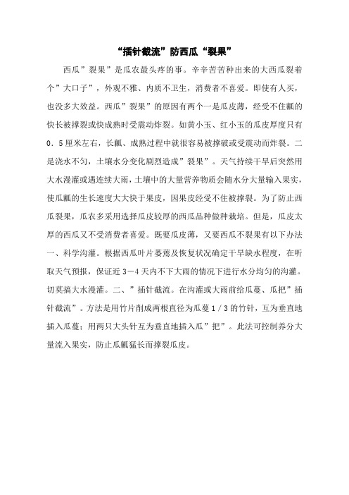 “插针截流”防西瓜“裂果”