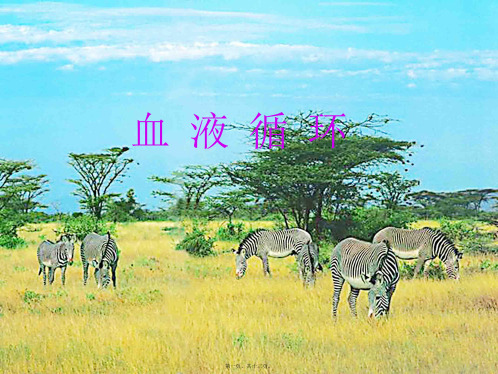 七年级生物下册 血液循环复习课件