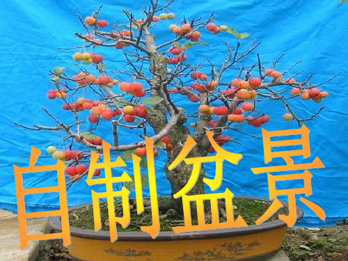 (优选)六年级美术上册自制小盆景 PPT精品课件4湘教版