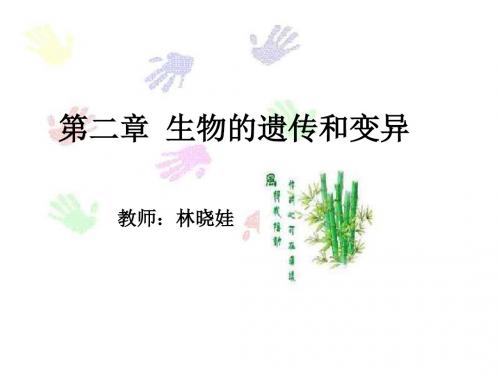 基因在亲子代间的传递