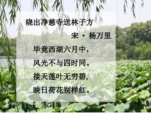 语文S版四年级语文下册《莲叶青青》课件