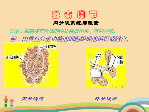 七年级生物激素调节PPT教学课件