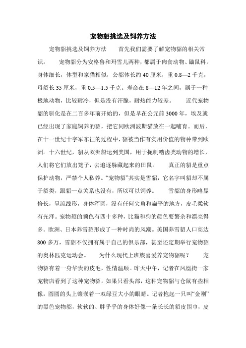 宠物貂挑选及饲养方法