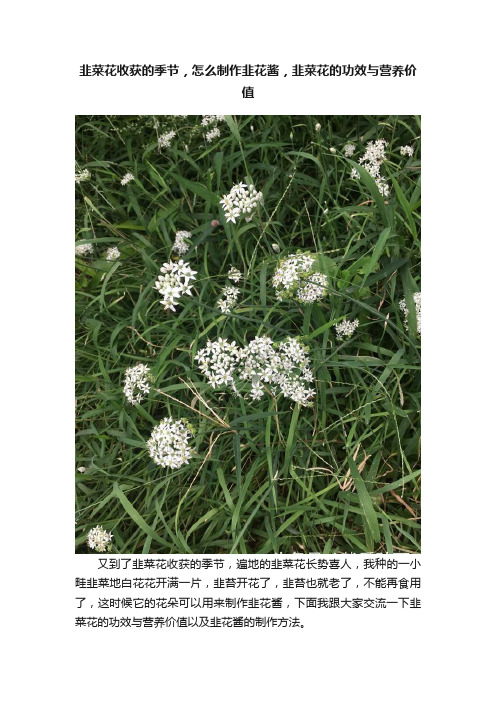 韭菜花收获的季节，怎么制作韭花酱，韭菜花的功效与营养价值