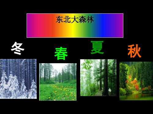 《东北大森林》PPT课件(上课用)2