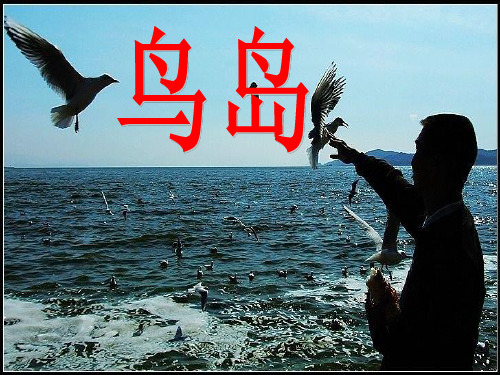18《鸟岛》精品PPT课件
