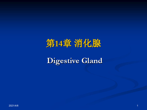 14-消化腺