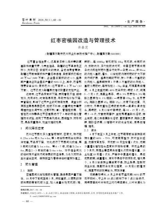 红枣密植园改造与管理技术