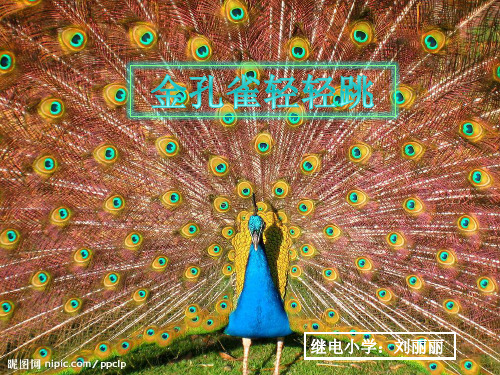 金孔雀轻轻跳课件PPT